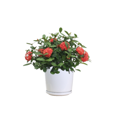 West Indian Jasmine (Red)